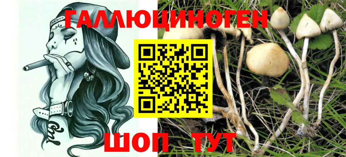 Псилоцибиновые грибы Psilocybe Сланцы